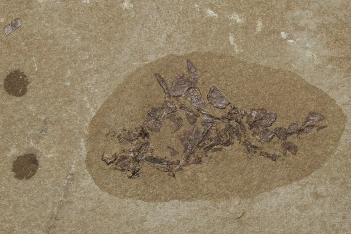 Jurassic Fossil Plant - Sundance Formation, Wyoming #216400